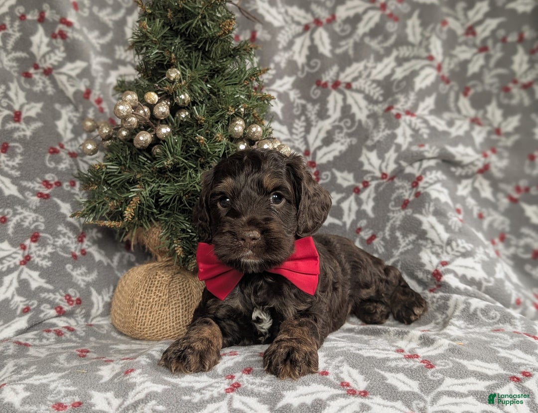 Cockapoo dogs for sale: Ashton Chocolate - Ad 6