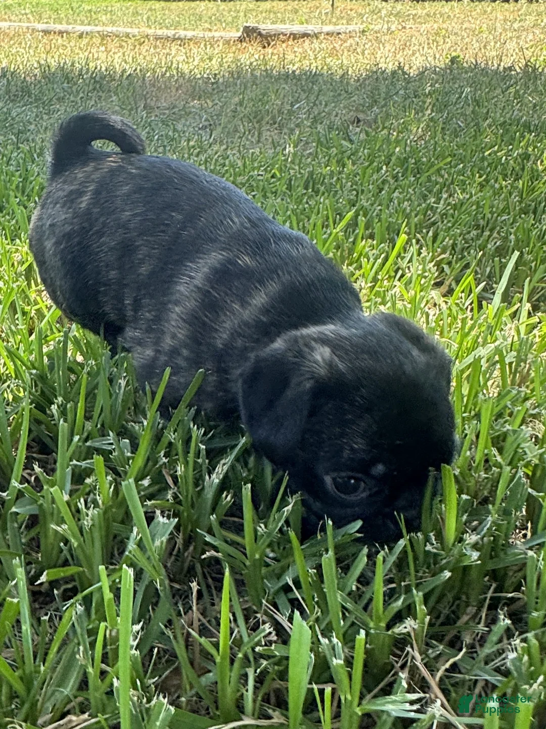 Mixed Breed dogs for sale: Brindle Girl 2 - Ad 1