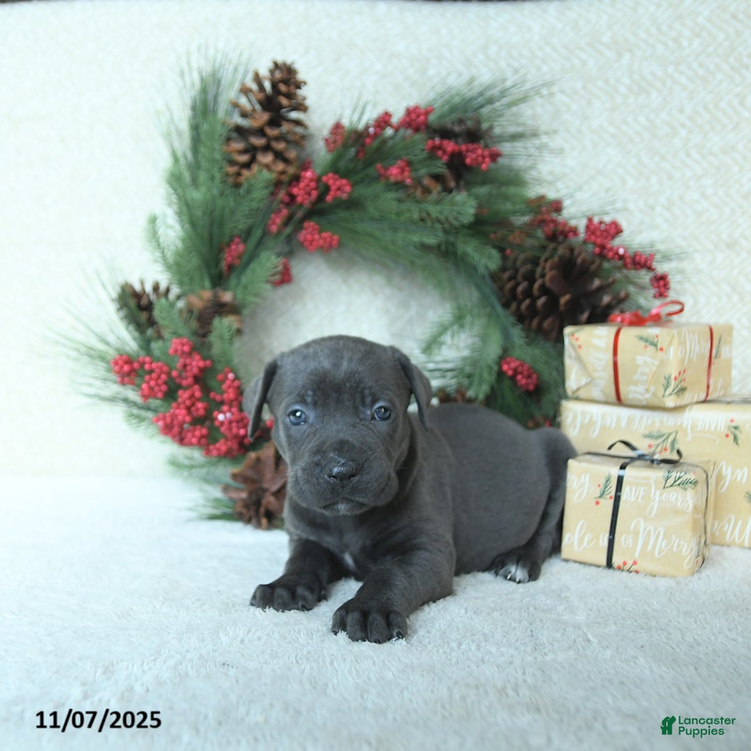 Cane Corso dogs for sale: Sage - Ad 14