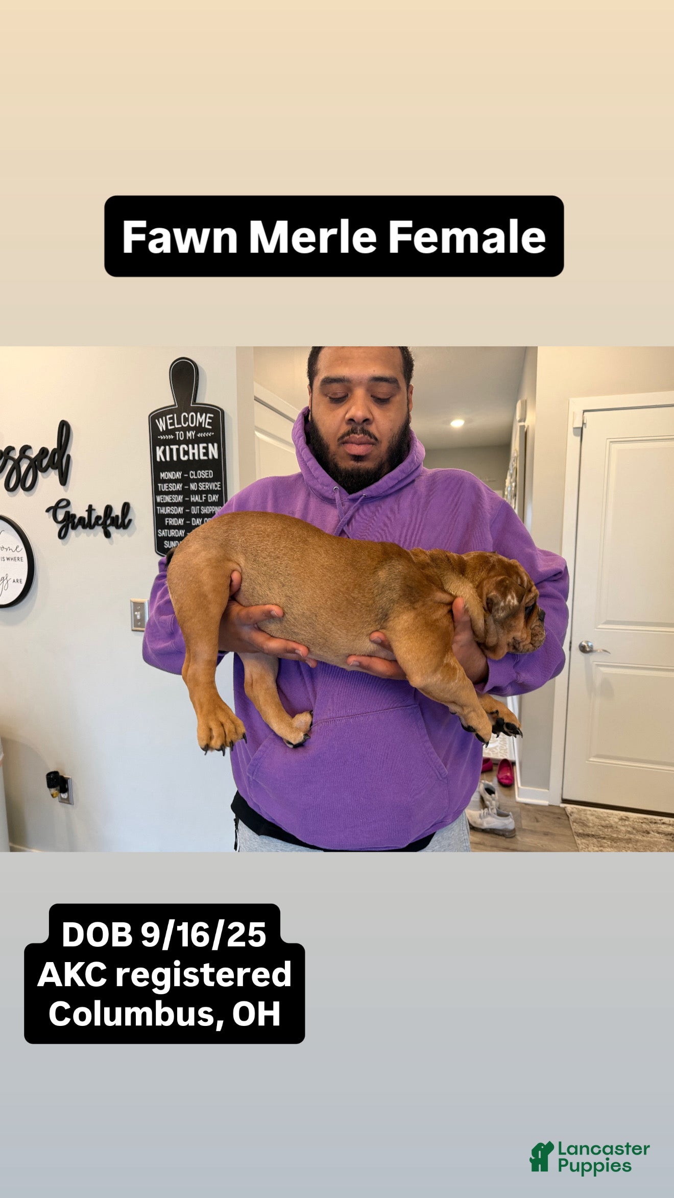 English Bulldog dogs Mocha - Ad 33