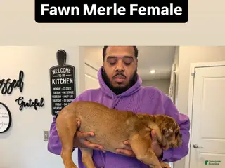 English Bulldog dogs Mocha - Ad 33