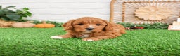 Cavapoo dogs for sale: Gideon  - Ad 2