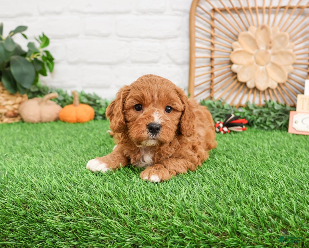 Cavapoo dogs for sale: Gideon  - Ad 2