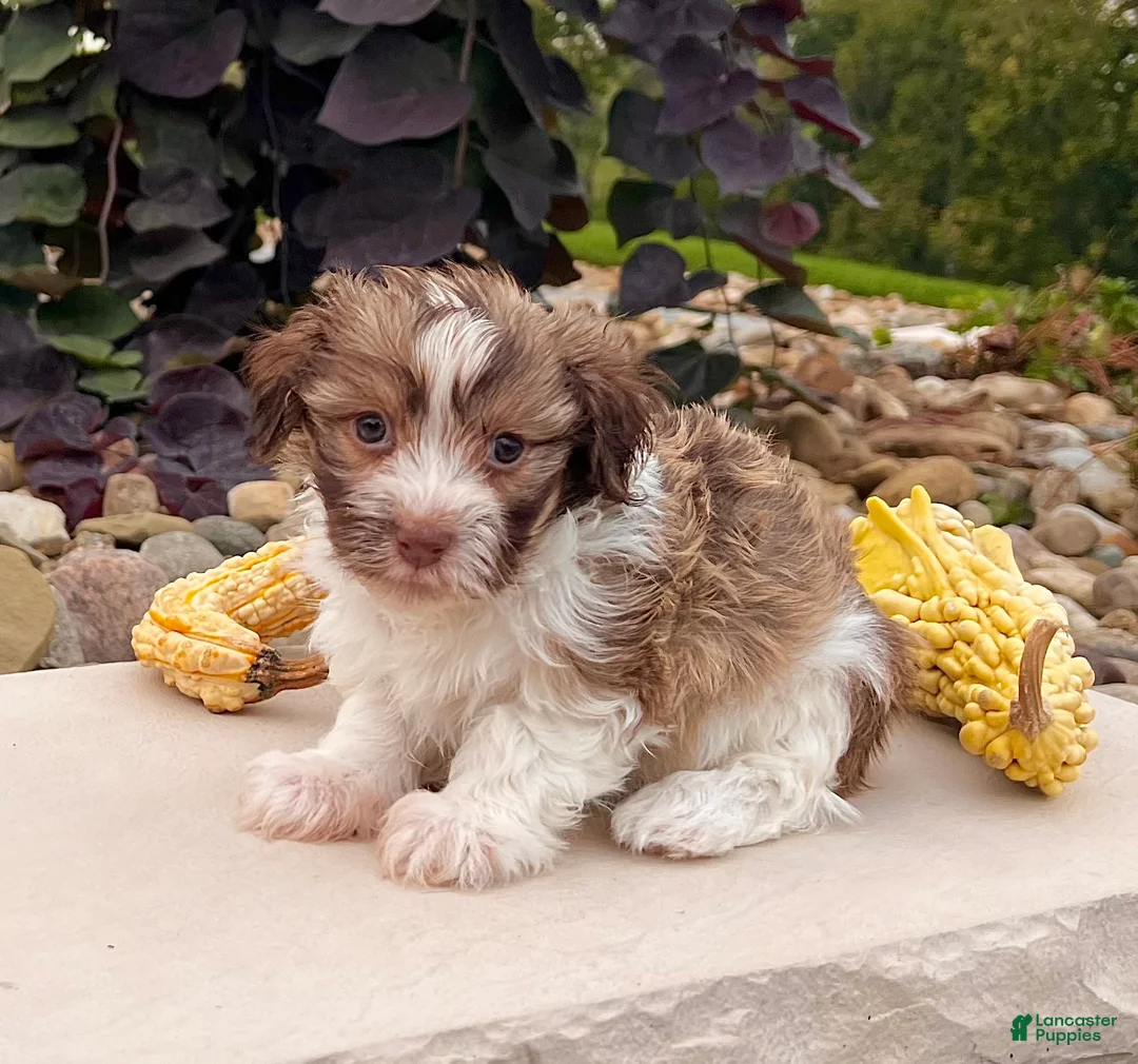 Havanese dogs for sale: Gizmo - Ad 5
