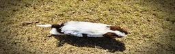 Havapoo dogs for sale: Noella - Ad 8