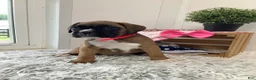 Boxer dogs for sale: Boxer Puppy 2 Cyndi - Ad 5