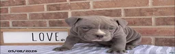 American Bully dogs for sale: Benny - Ad 5