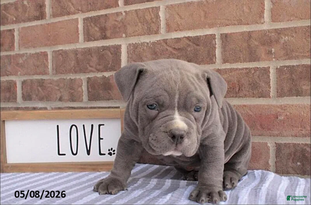 American Bully dogs for sale: Benny - Ad 5