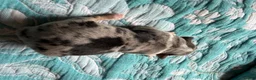 Australian Shepherd dogs for sale: Maverick - Ad 5