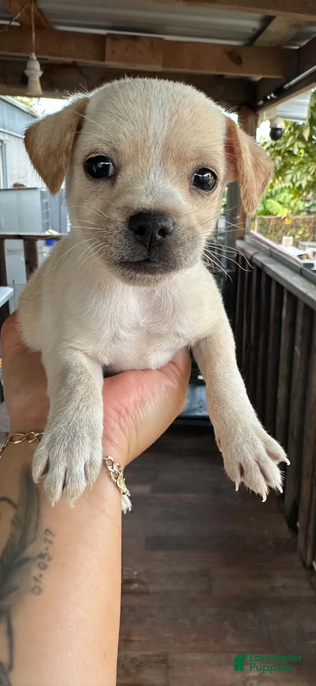Chihuahua dogs for sale: Chihuahua 2 - Ad 1