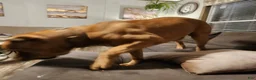 Cane Corso dogs for sale: Cane Corso 2 - Ad 54