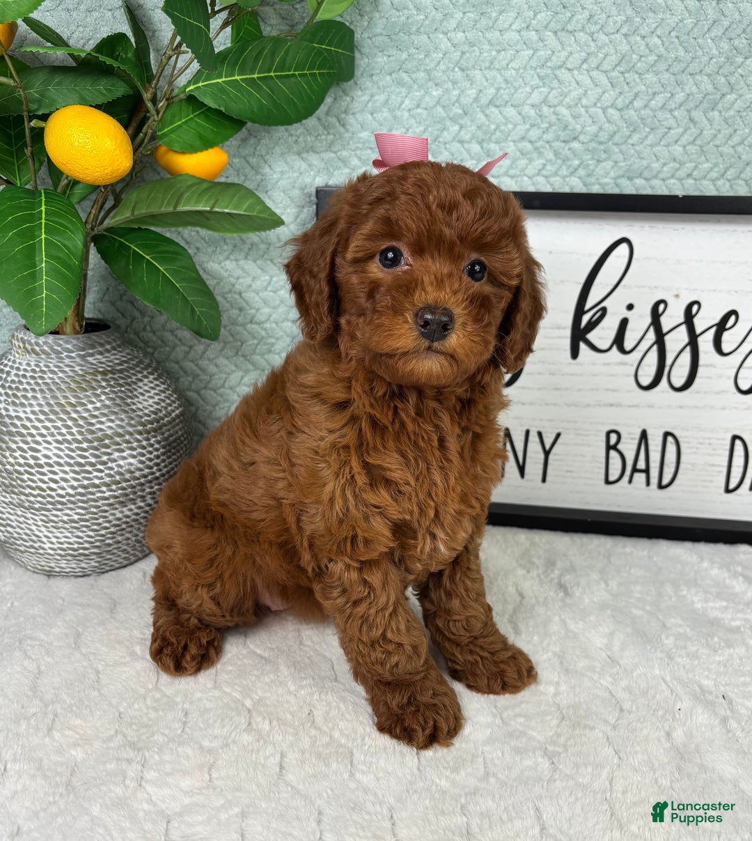 Mini Goldendoodle dogs for sale: Gingerbread - Ad 3