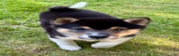 Shiba Inu dogs for sale: Shiba Inu Male - Ad 11