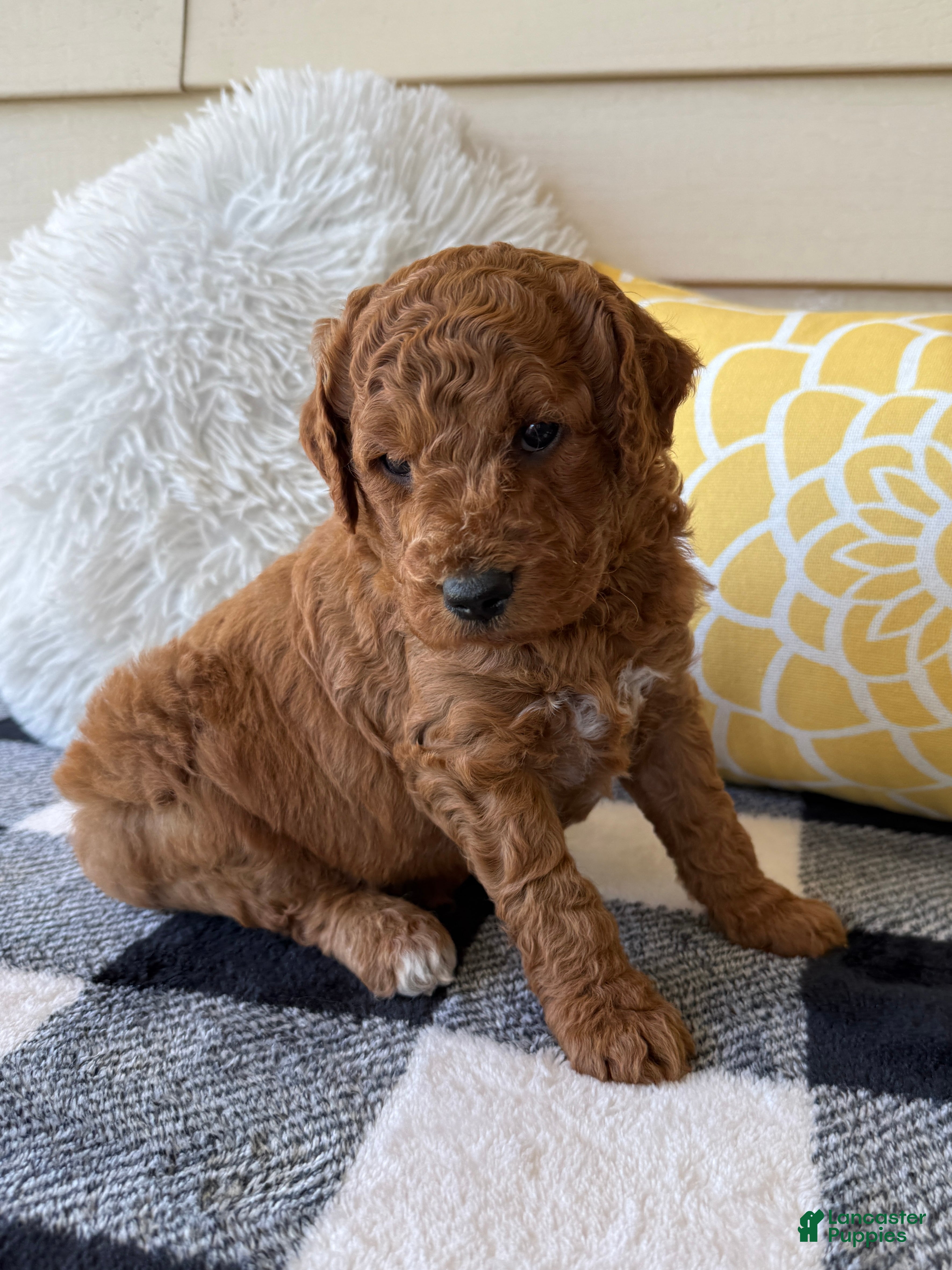 Mini Goldendoodle dogs Mini Goldendoodle “Bear” - Ad 1