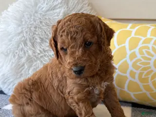 Mini Goldendoodle dogs for sale: Mini Goldendoodle “Bear” - Ad 4