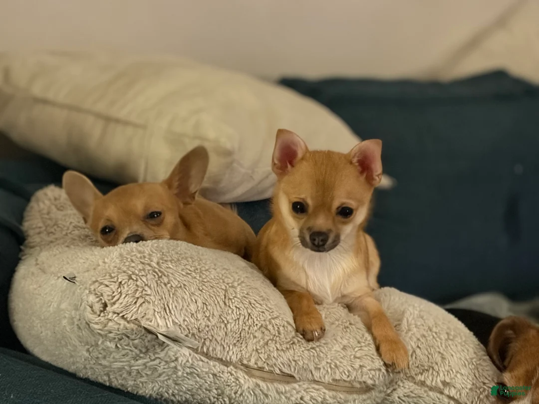 Pomchi dogs for sale: Pomchi Puppy 1 - Ad 2