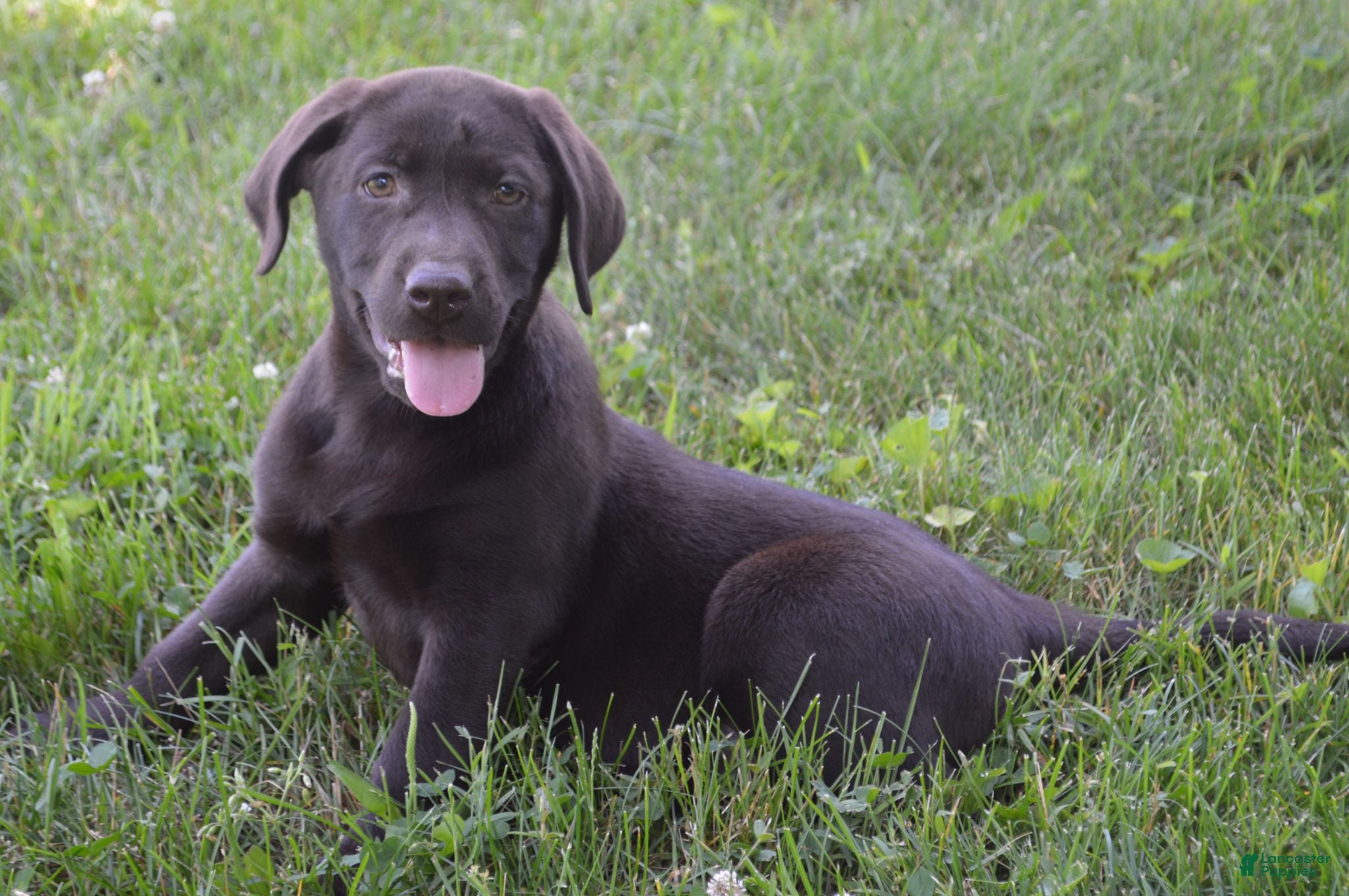 Labrador Retriever dogs Remington - Ad 1