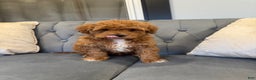 Mini Goldendoodle dogs for sale: Mini Goldendoodle Puppy 2 - Ad 4