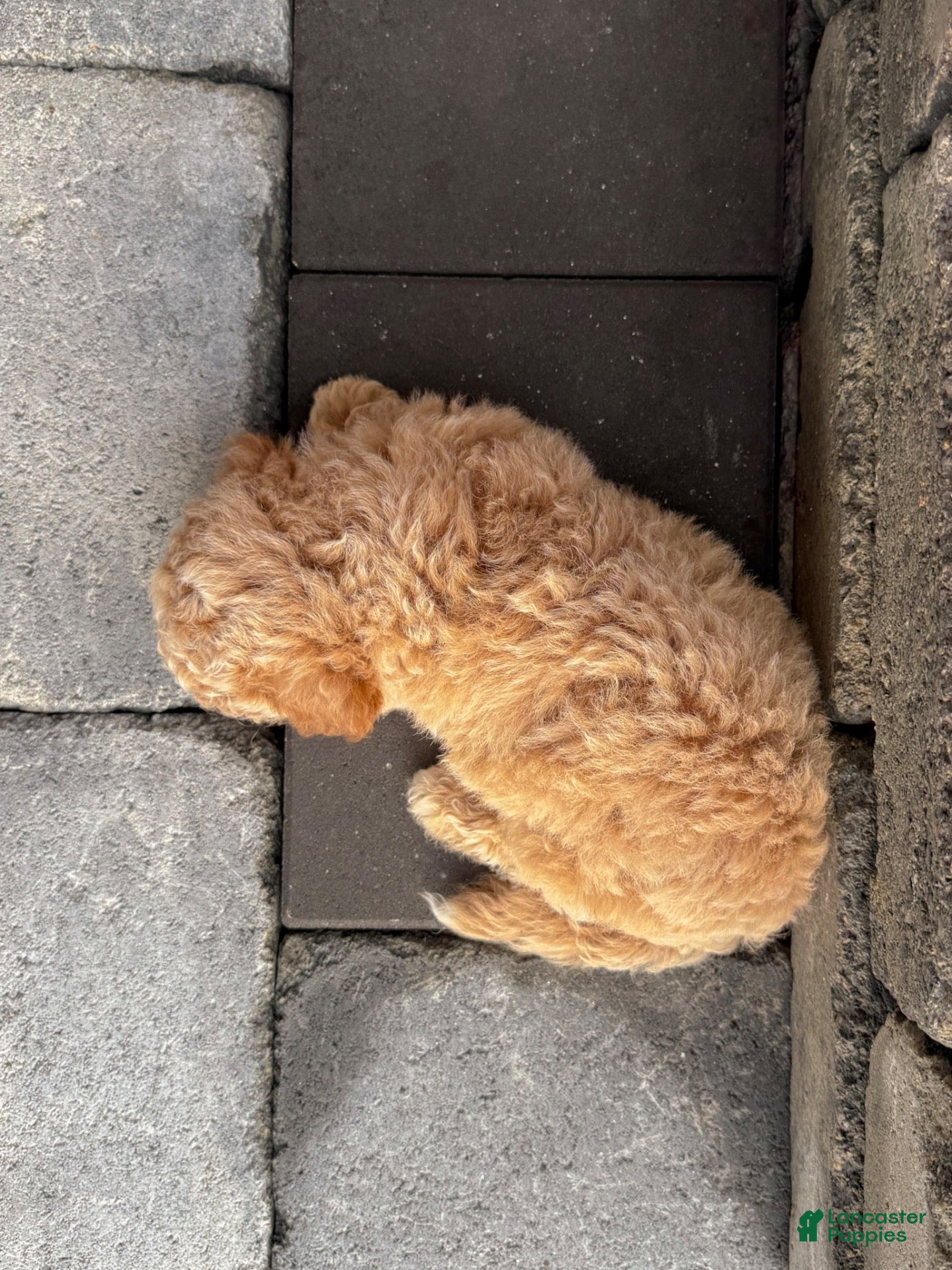 Bichpoo dogs Ollie - Ad 2