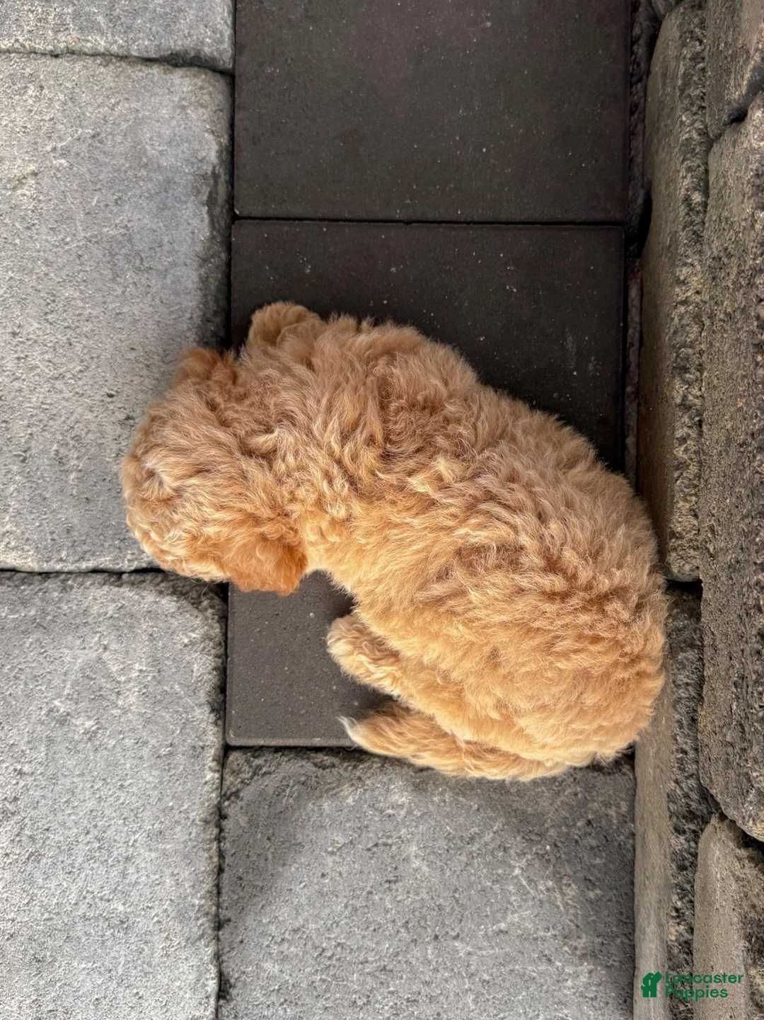 Bichpoo dogs for sale: Ollie - Ad 2