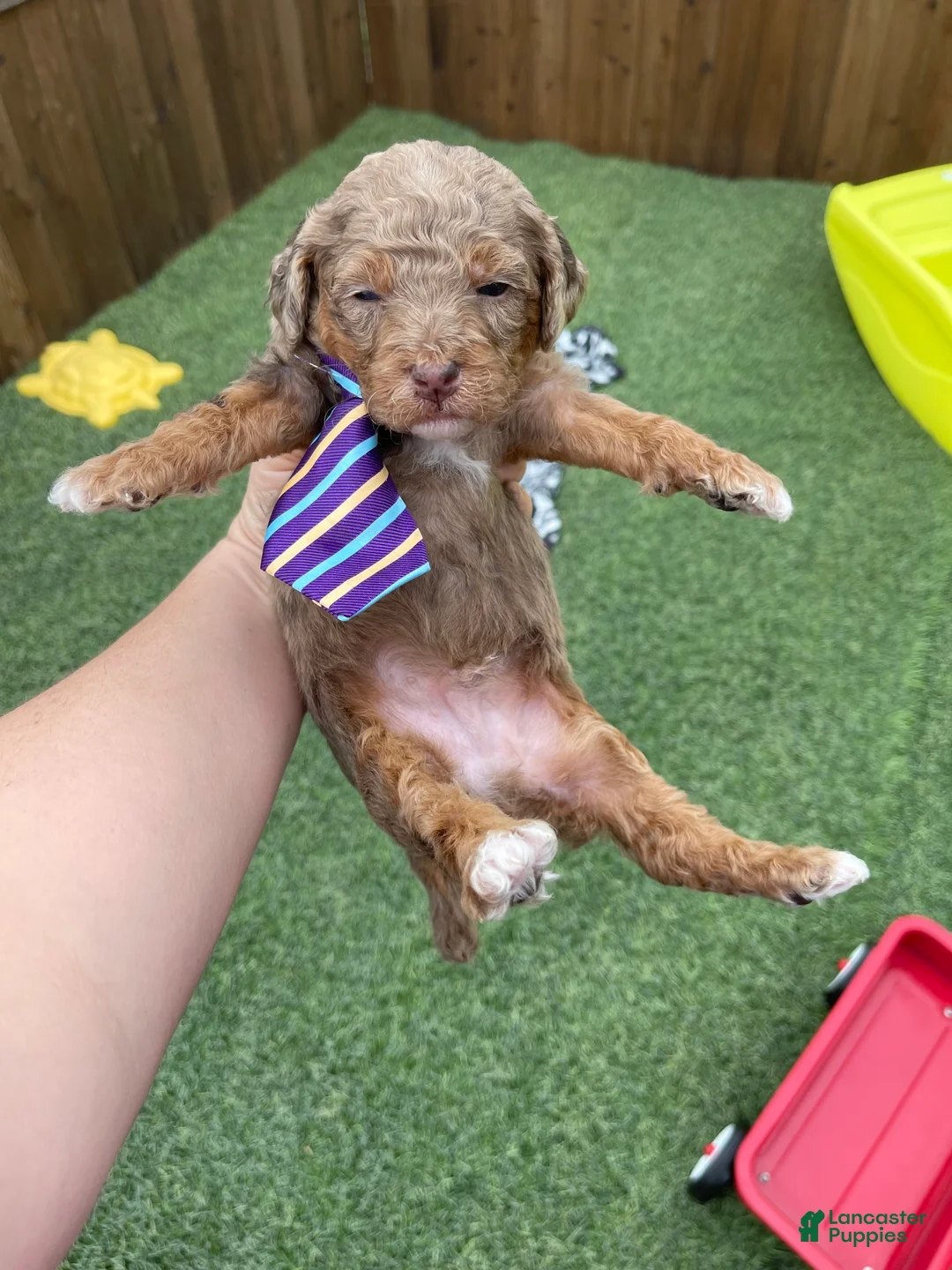 Miniature Poodle dogs for sale: Akc Clear 🧬 Chocolate Phantom Merle - Ad 1