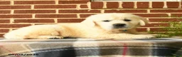 Golden Retriever dogs for sale: Pickwick - Ad 3