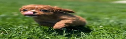 Cavalier King Charles Spaniel dogs for sale: Ruby - Ad 10
