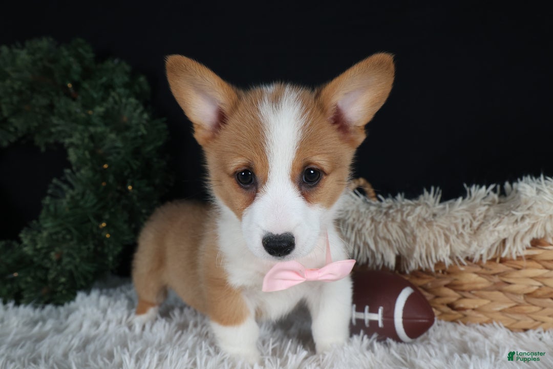 Welsh Corgi Pembroke dogs for sale: Honey - Ad 10