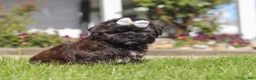 Shihpoo dogs for sale: Terry - Ad 4