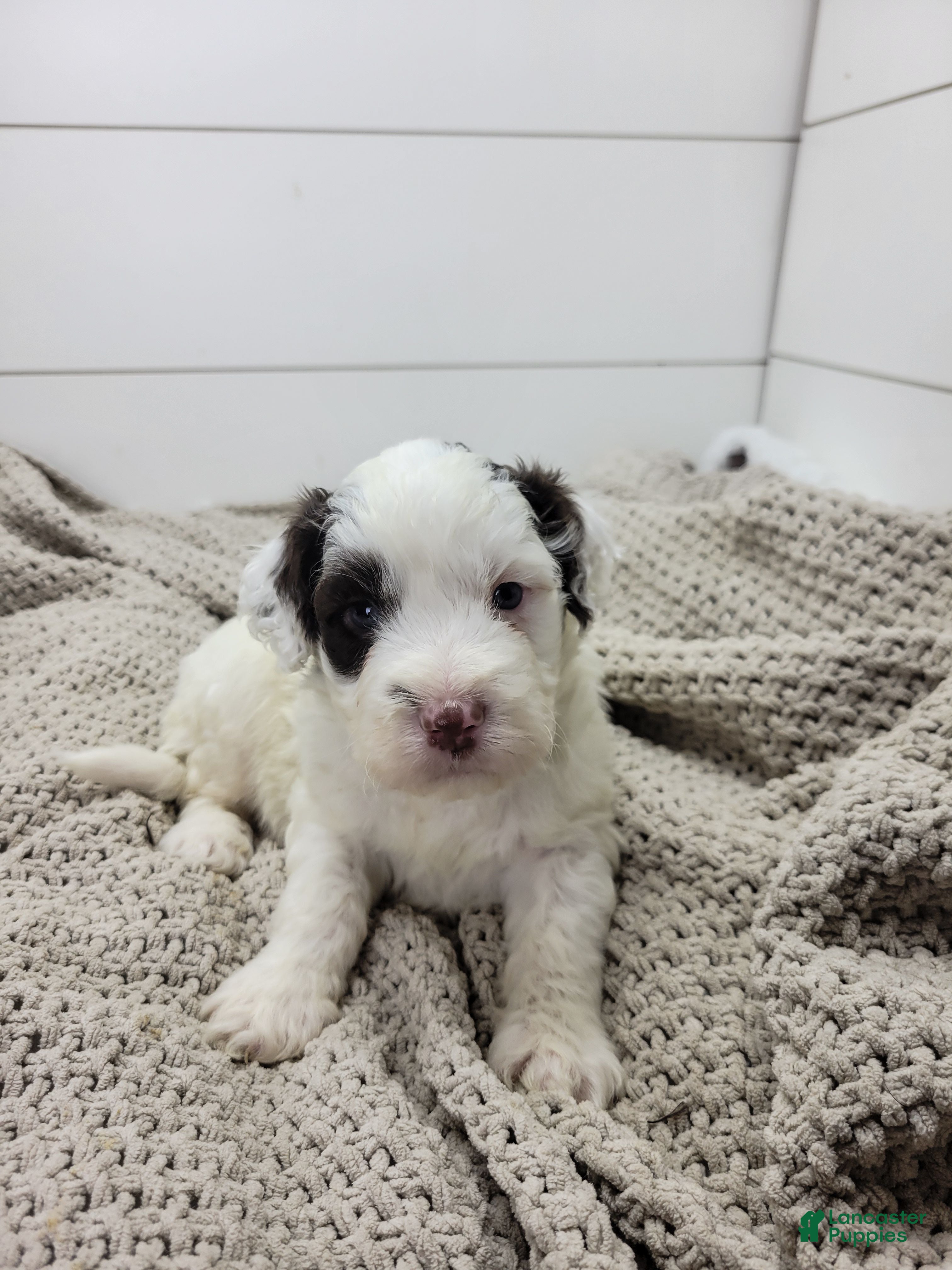 Portuguese Water Dog dogs Puddles Male - Ad 33