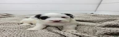 Puddles Male