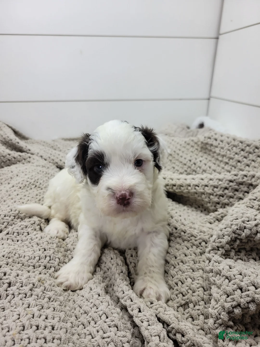 Portuguese Water Dog dogs for sale: Puddles Male - Ad 1