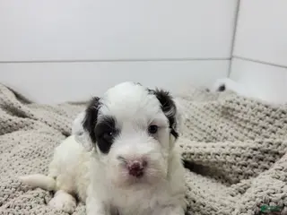 Portuguese Water Dog dogs Puddles Male - Ad 33