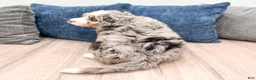 Mini Bernedoodle dogs for sale: Max - Blue Eyes - Ad 5