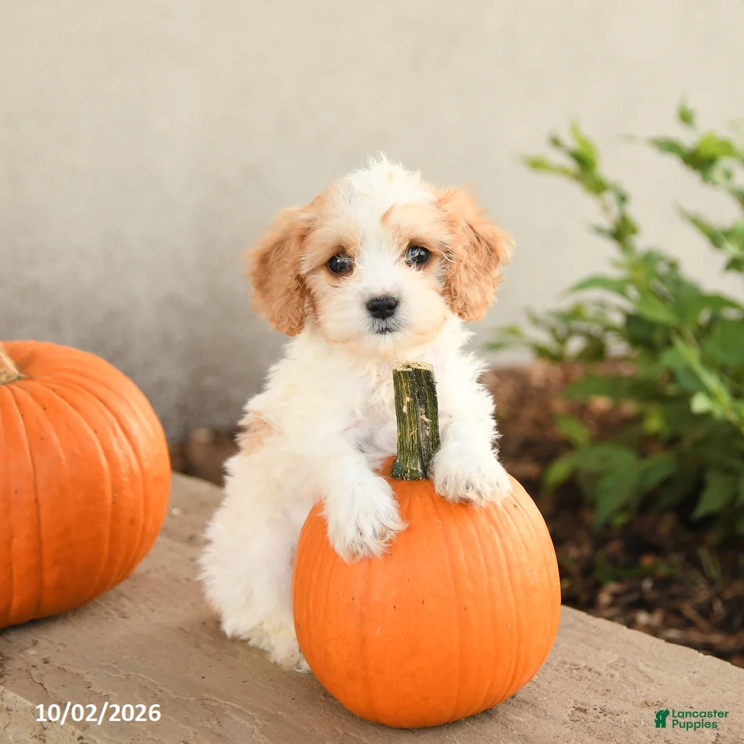 Cavapoo dogs for sale: Asher - Ad 2
