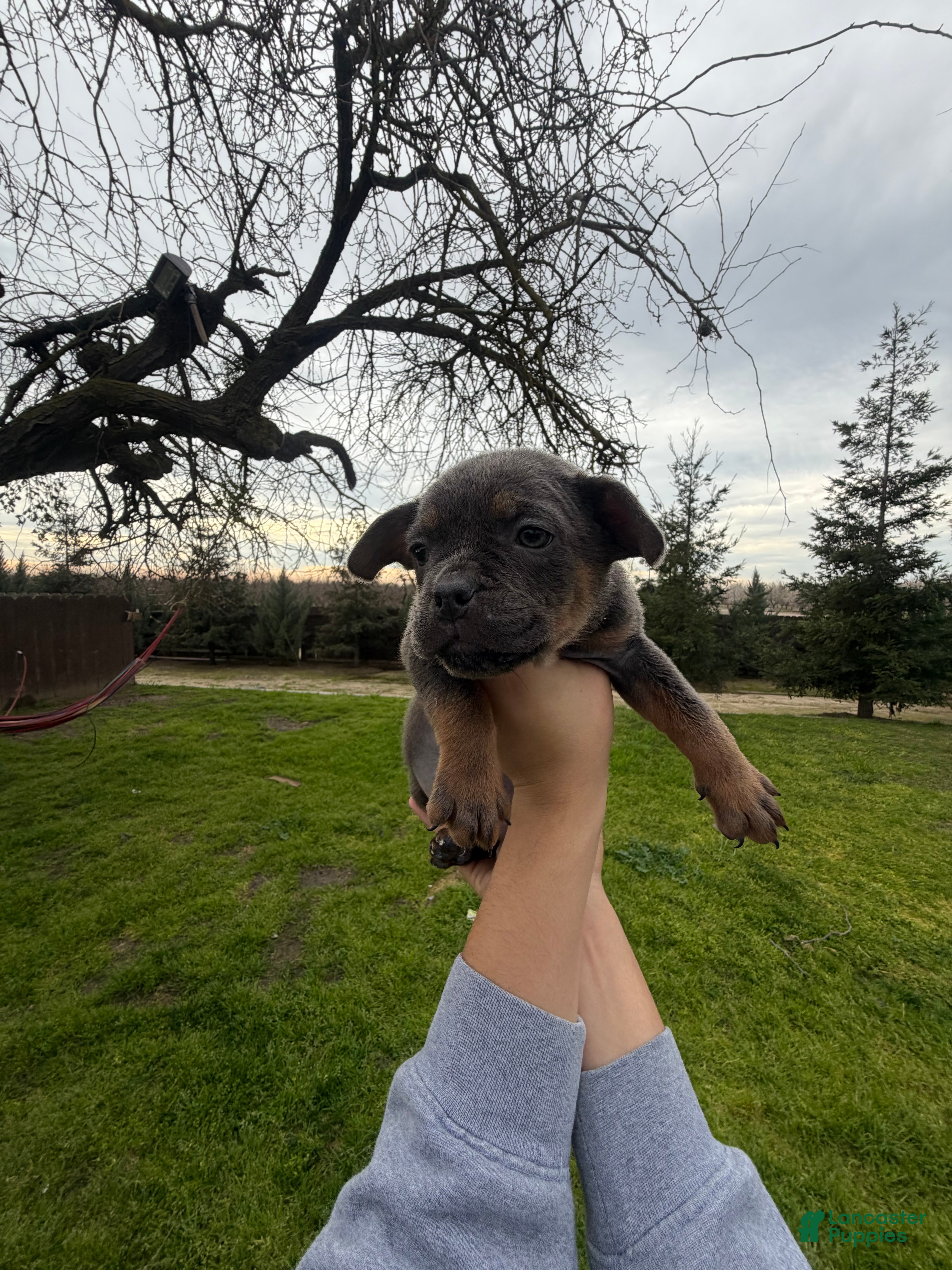 Mixed Breed dogs Mixed Breed Puppy 7 - Ad 28