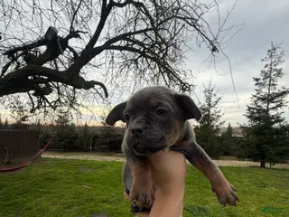 Mixed Breed dogs Mixed Breed Puppy 7 - Ad 28