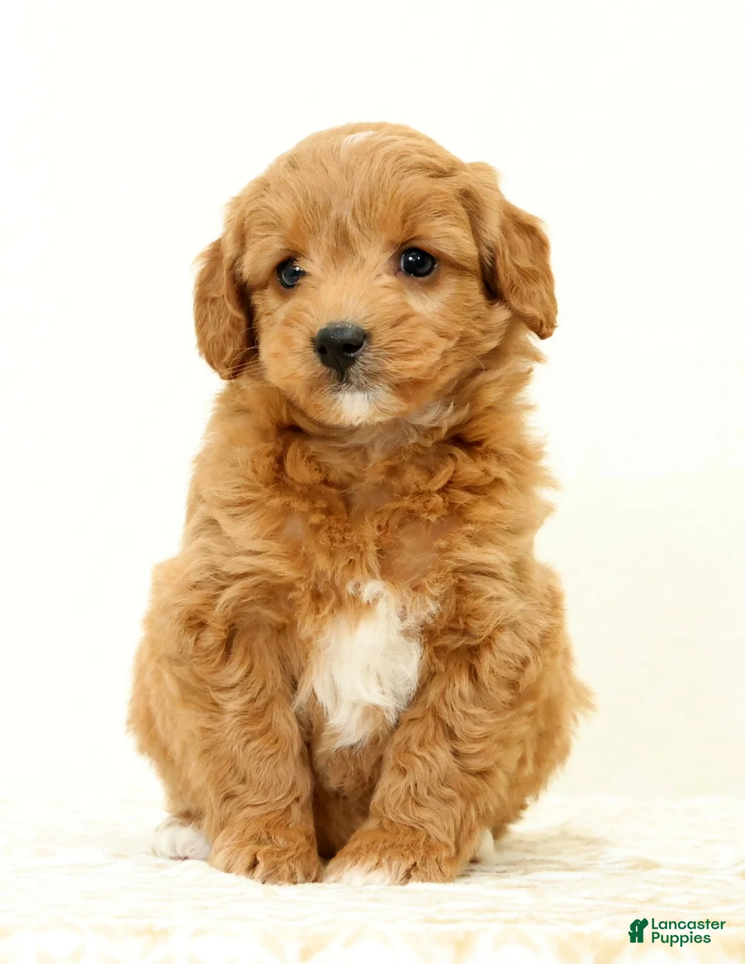 Mini Goldendoodle dogs for sale: Lexie - Ad 1