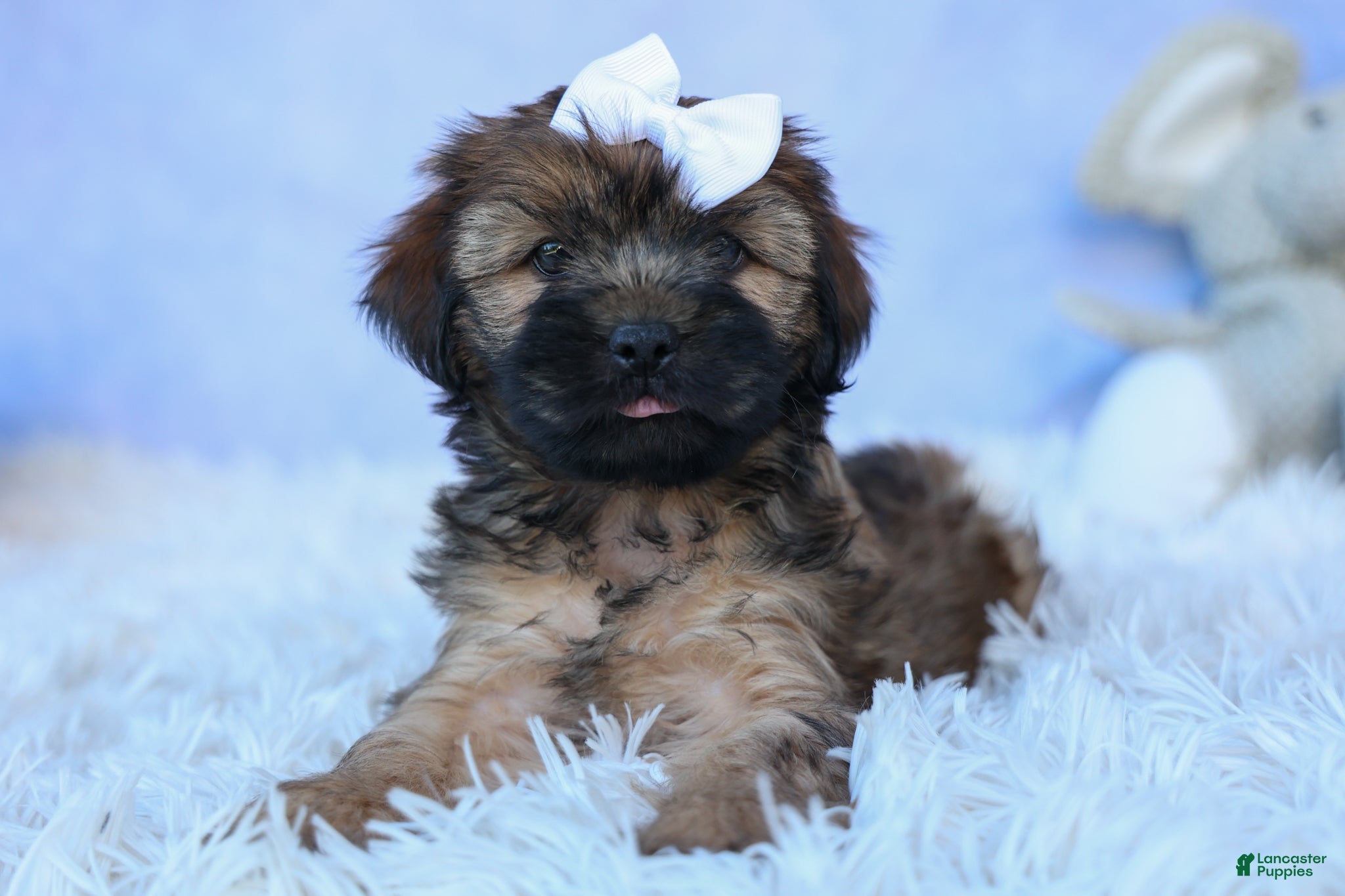 Shorkie dogs SALLY - Ad 1