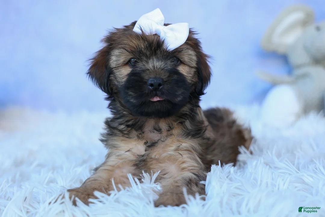 Shorkie dogs for sale: SALLY - Ad 1