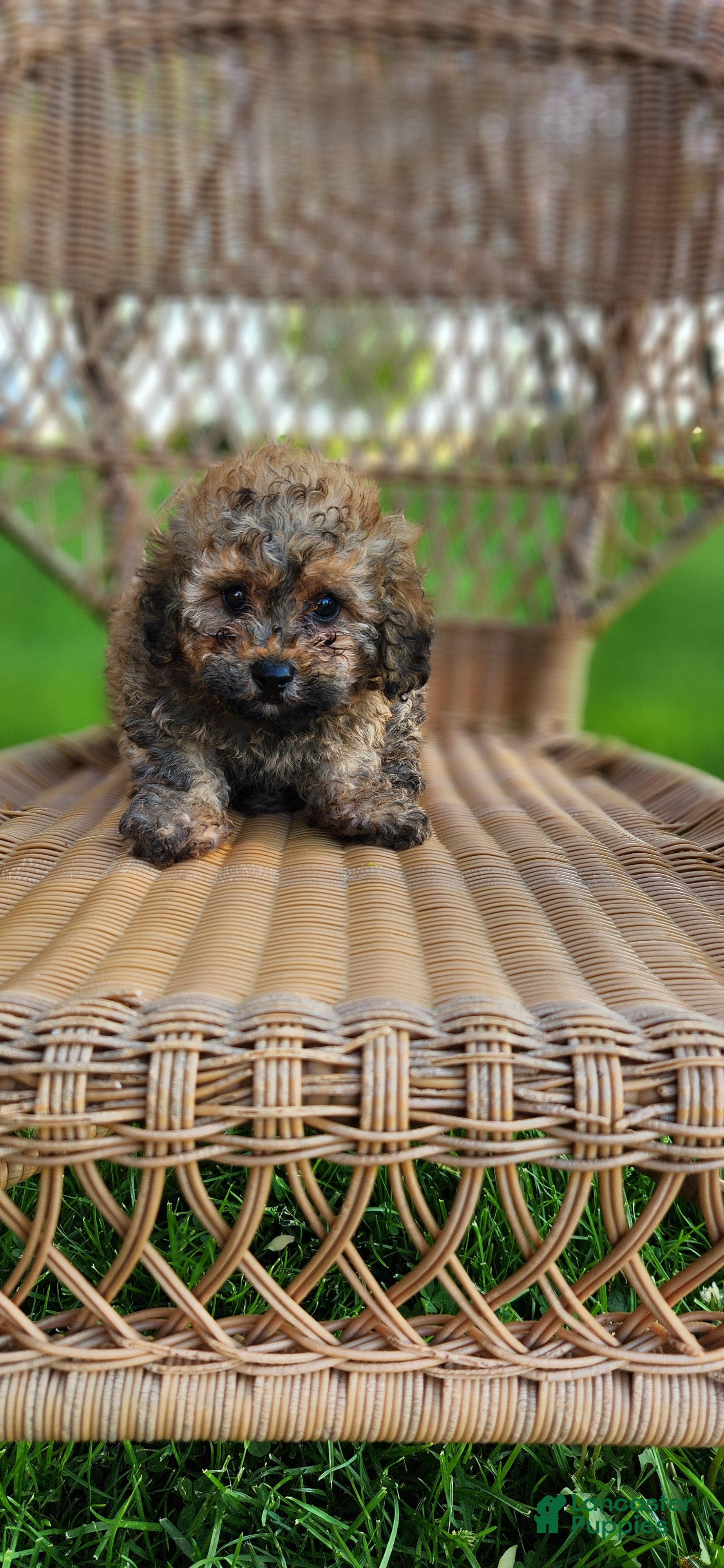 Toy Poodle dogs Tanesha - Ad 3
