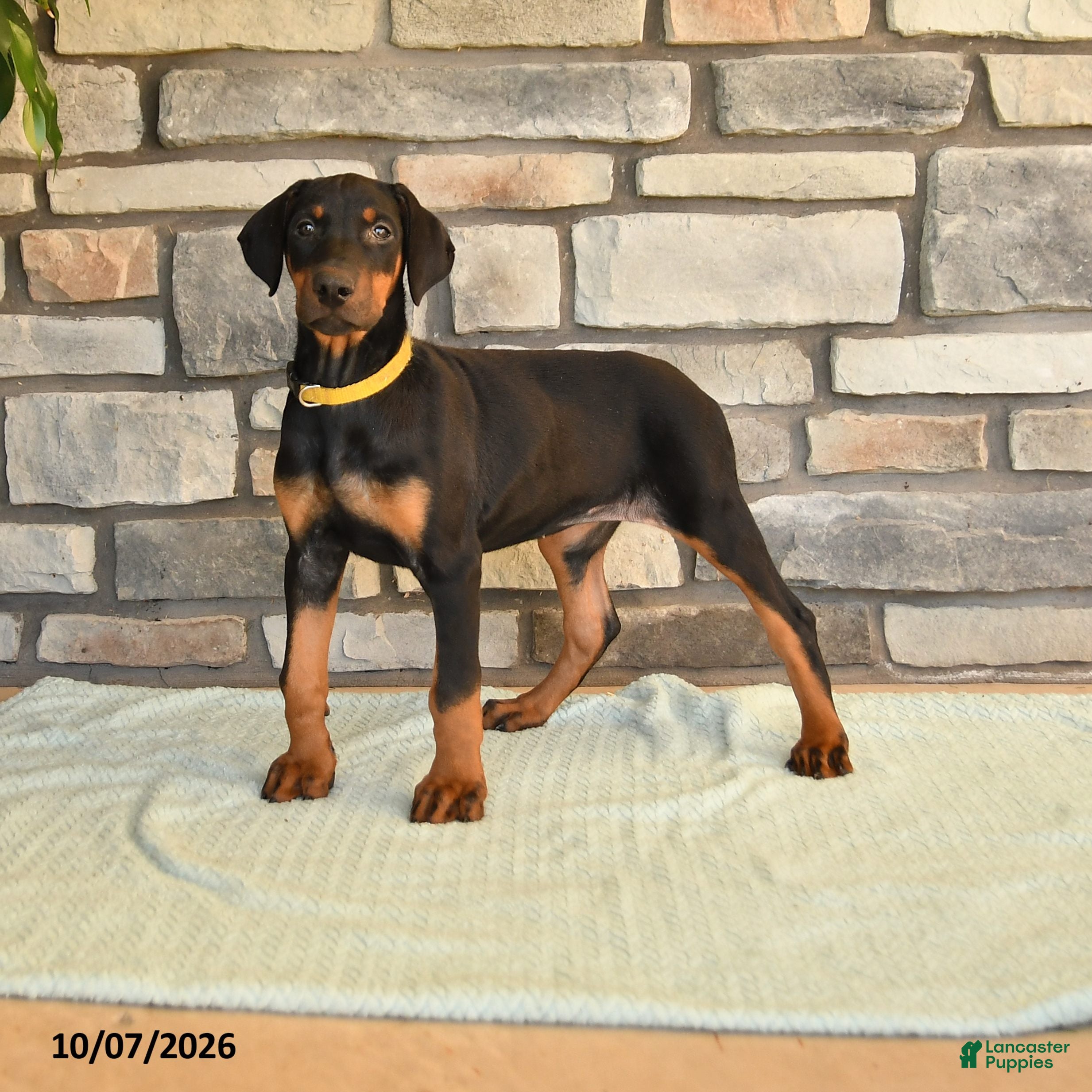 Doberman Pinscher dogs Zinnia - Ad 1