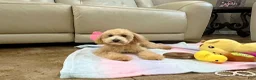 Maltipoo dogs for sale: Aurora - Ad 3