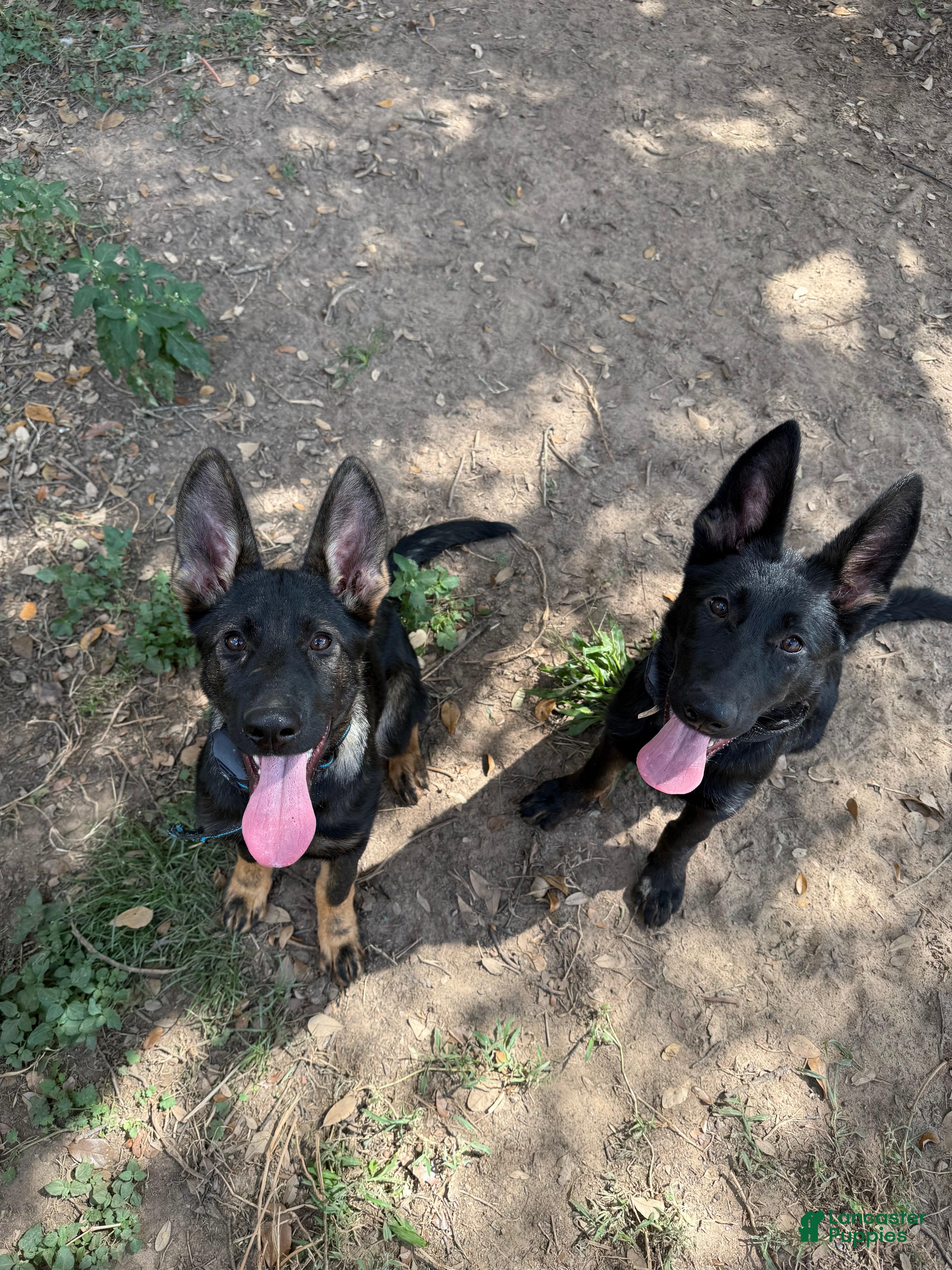 German Shepherd dogs German Shepherd Puppy 2 - Ad 16