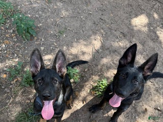 German Shepherd dogs German Shepherd Puppy 2 - Ad 13