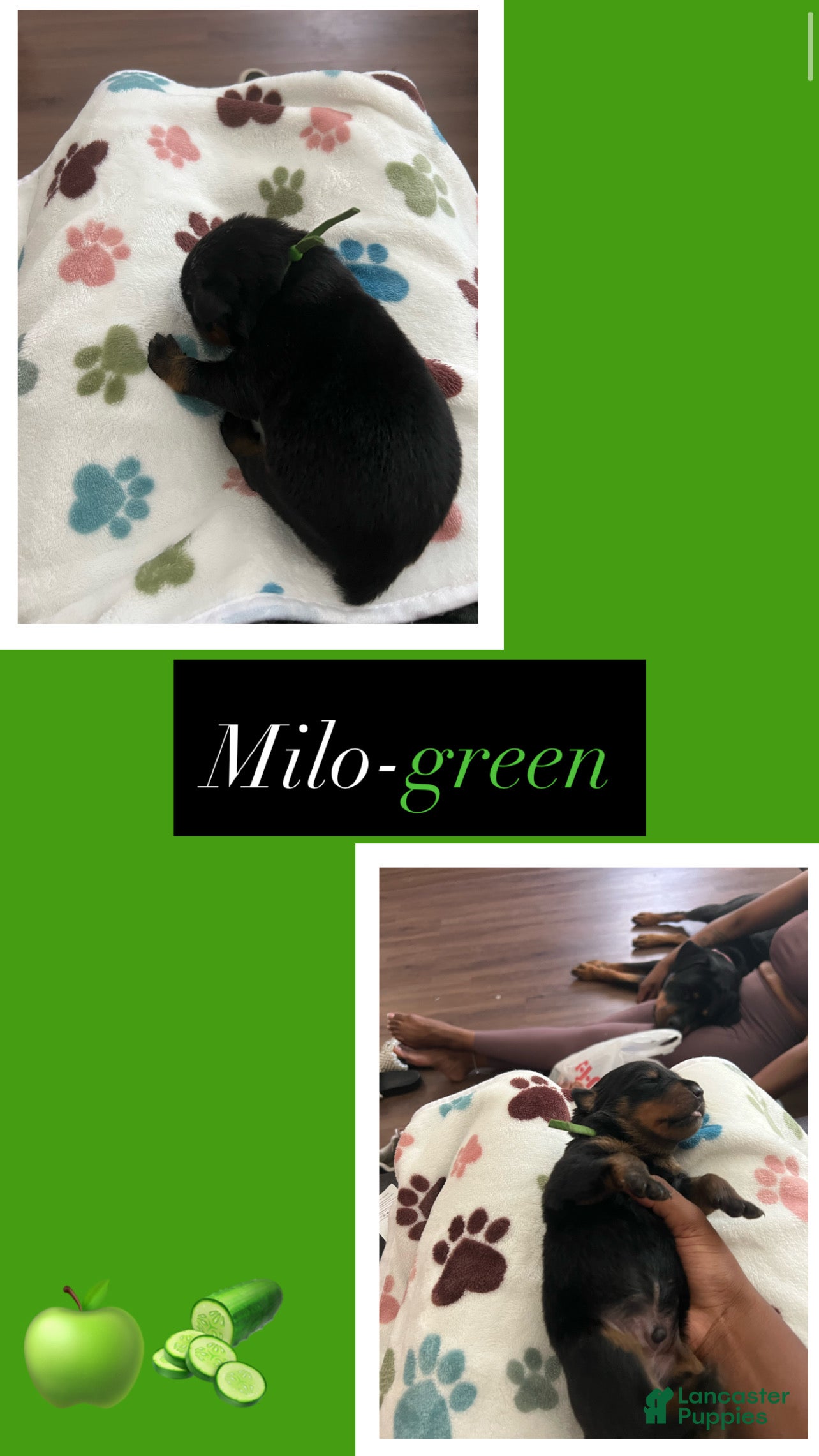Rottweiler dogs Milo - Ad 8