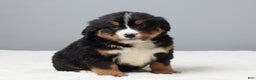 Bernese Mountain Dog dogs for sale: Franky - Ad 2