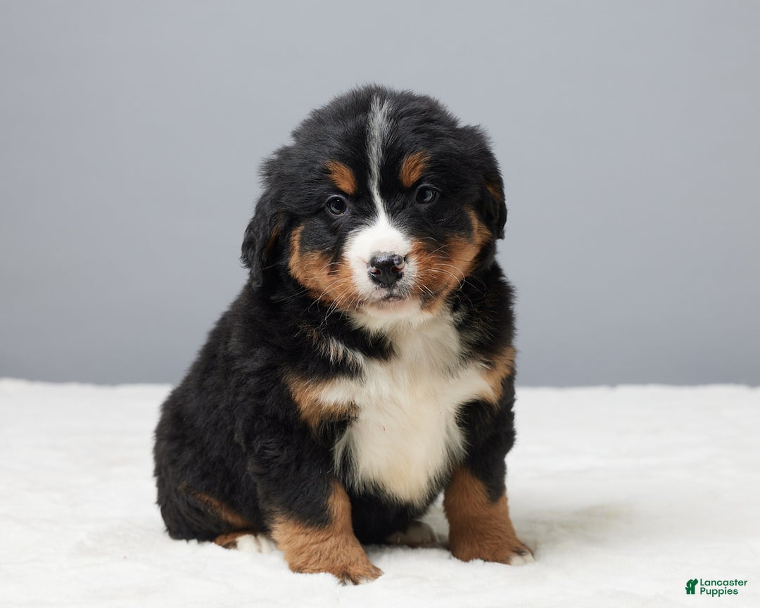 Bernese Mountain Dog dogs for sale: Franky - Ad 2