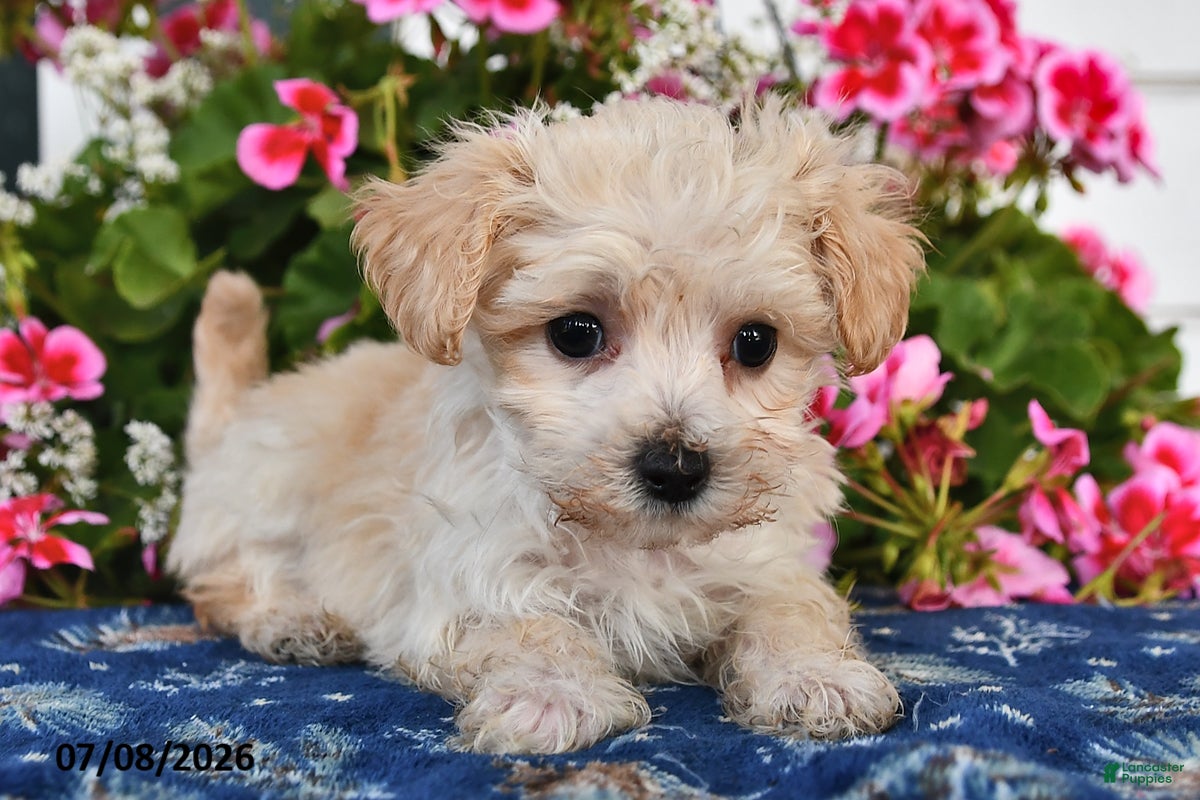 Maltipoo dogs Snickers - Ad 2