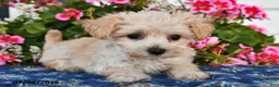 Maltipoo dogs for sale: Snickers - Ad 2